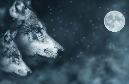 Mujeres y lobos: el arquetipo de lo salvaje